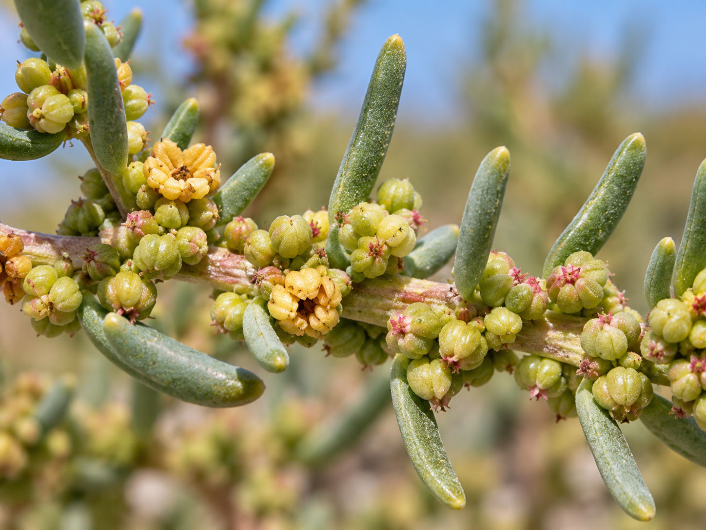 معرفی و نگهداری سوئدا فروتیکوسا (Shrubby Seablite)